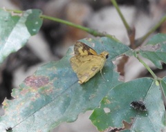 Cupitha purreea