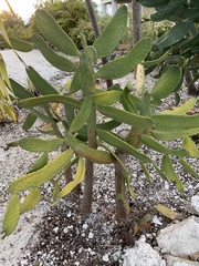 Consolea corallicola