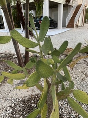 Consolea corallicola