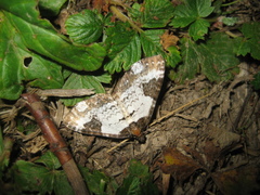 Melanthia procellata