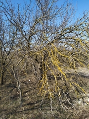 Pistacia atlantica mutica