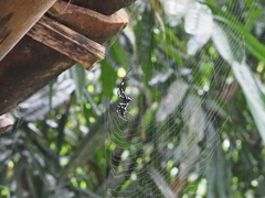 Nephilengys malabarensis