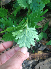 Selaginellaceae