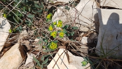 Euphorbia fragifera