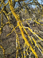 Pistacia atlantica mutica