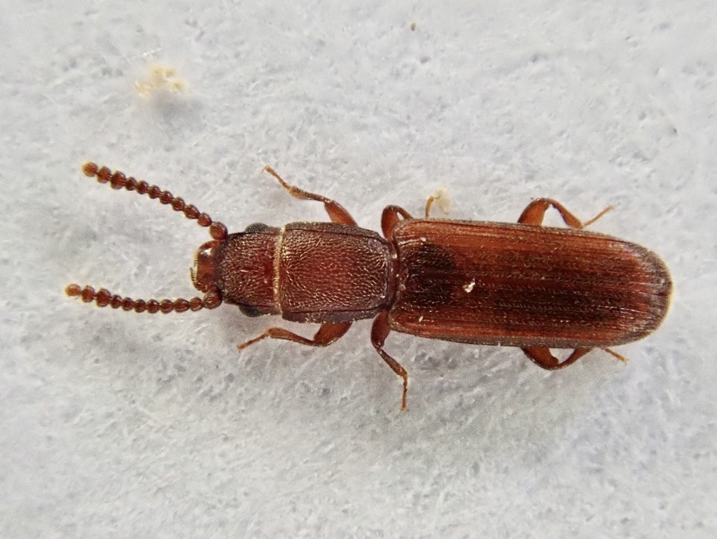 Leptophloeus
