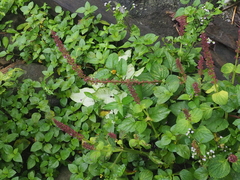 Coleus monostachyus