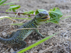 Timon lepidus lepidus