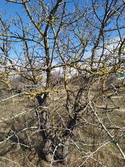 Pistacia atlantica mutica