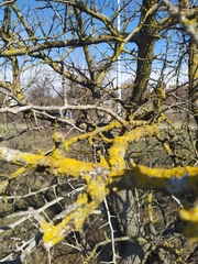 Pistacia atlantica mutica