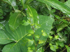 Rhynchoglossum obliquum