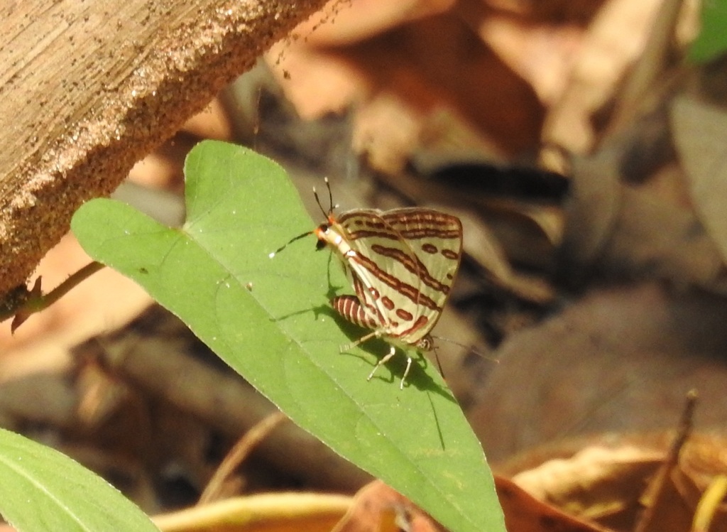 红燕灰蝶（Spindasis lohita）