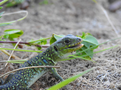 Timon lepidus lepidus