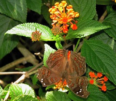 Junonia natalica natalica
