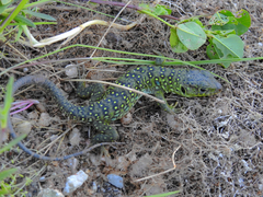 Timon lepidus lepidus