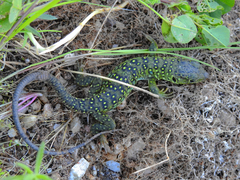 Timon lepidus lepidus