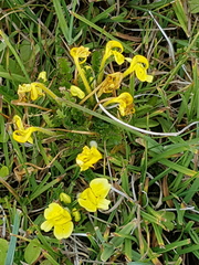 Pedicularis longiflora