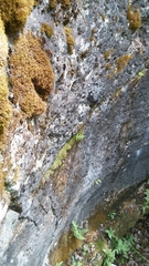 Cryptogramma stelleri