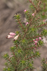 Erica placentiflora