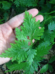 Selaginellaceae