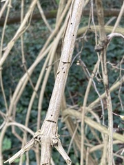 Xylocleptes bispinus