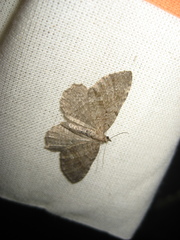 Philereme vetulata