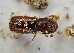 Xylocleptes bispinus