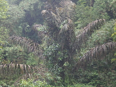 Arenga pinnata