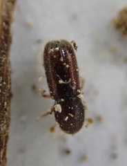 Xylocleptes bispinus