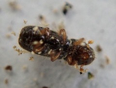 Xylocleptes bispinus