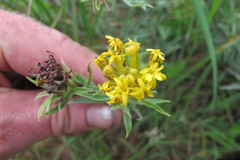 Lasiosiphon splendens