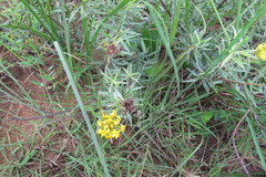 Lasiosiphon splendens