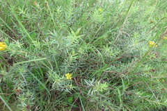 Lasiosiphon splendens