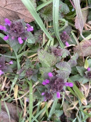 Lamium purpureum