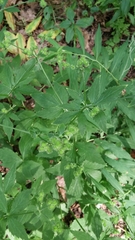 Sanicula canadensis canadensis