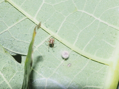 Theridion quadratum