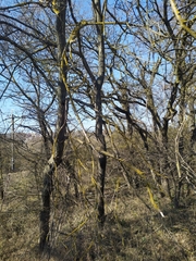 Pistacia atlantica mutica