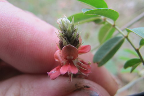 Image of Indigofera melanadenia by (c) James Deacon, some rights reserved (CC BY-SA)
