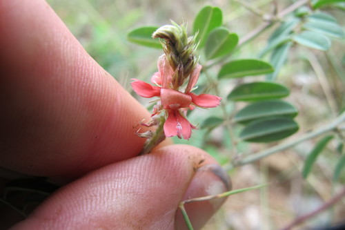 Image of Indigofera melanadenia by (c) James Deacon, some rights reserved (CC BY-SA)