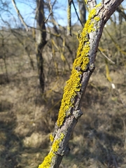 Pistacia atlantica mutica