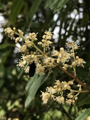 Miconia theizans