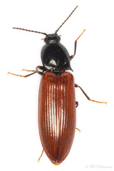 Hypoganus inunctus