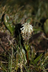 Lagotis integrifolia