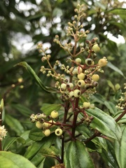 Miconia theizans