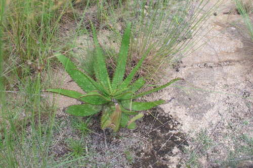 Image of Aloe barbertoniae by (c) James Deacon, some rights reserved (CC BY-SA)