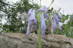 Agapanthus inapertus