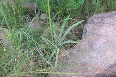 Agapanthus inapertus