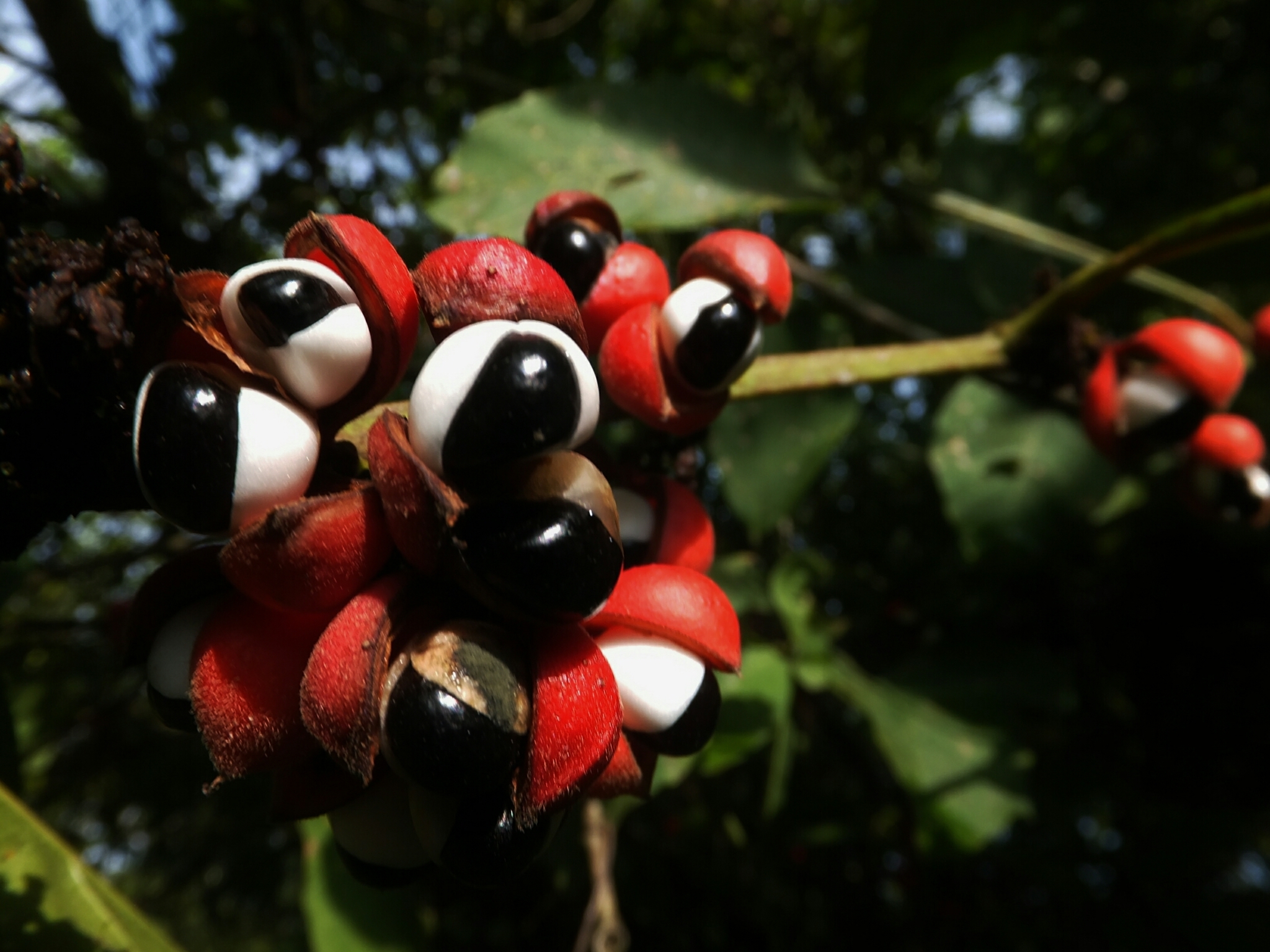 Imagem de Guaraná