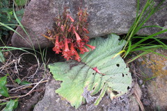 Streptocarpus dunnii