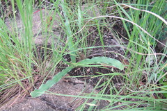 Drimia elata